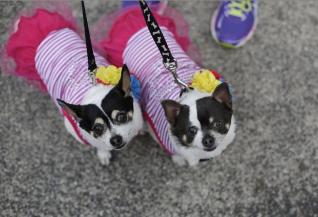Animal shots of the week